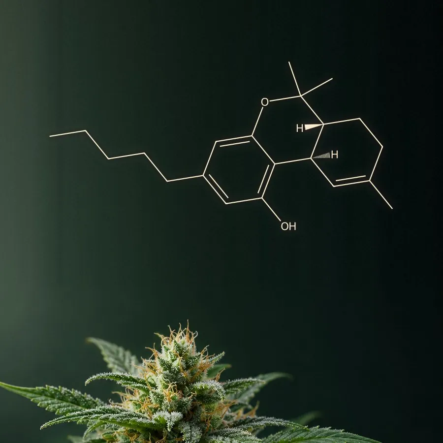 Cannabis flower with the structure of THC