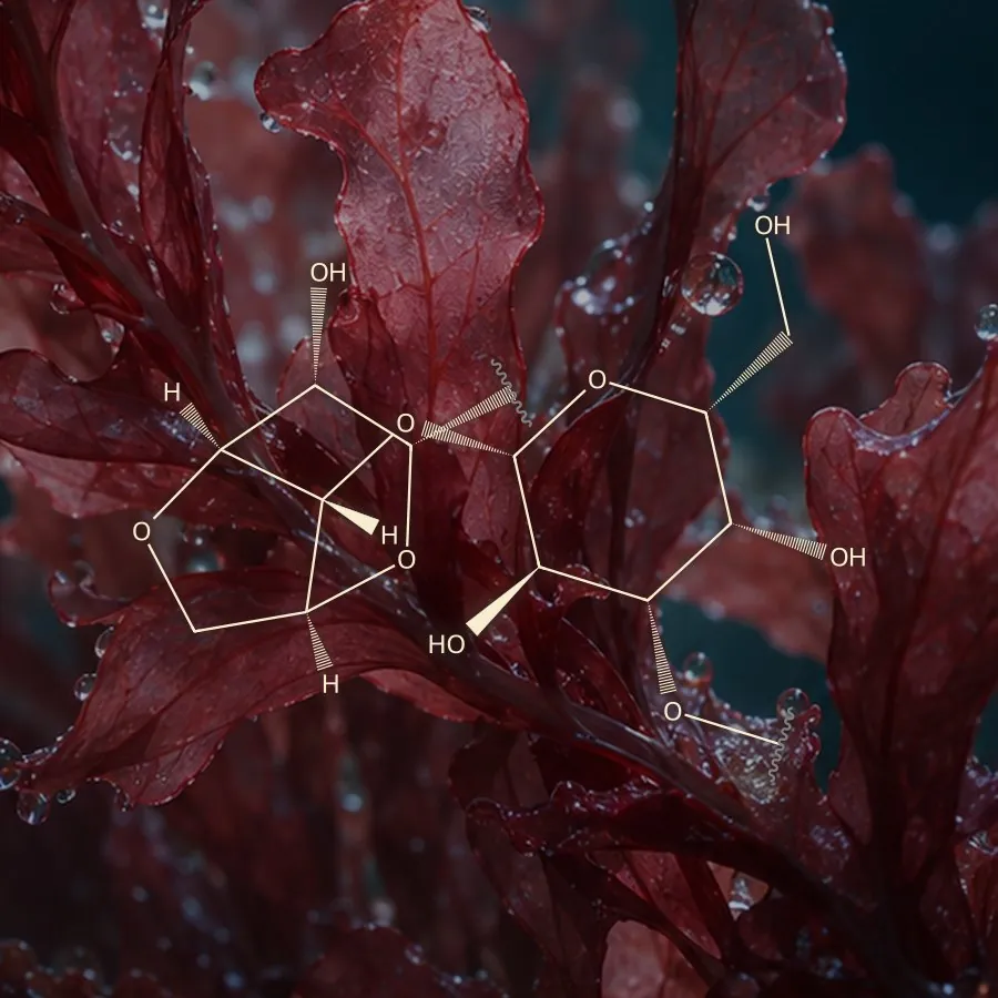 Red seaweed with the agarose repeating unit